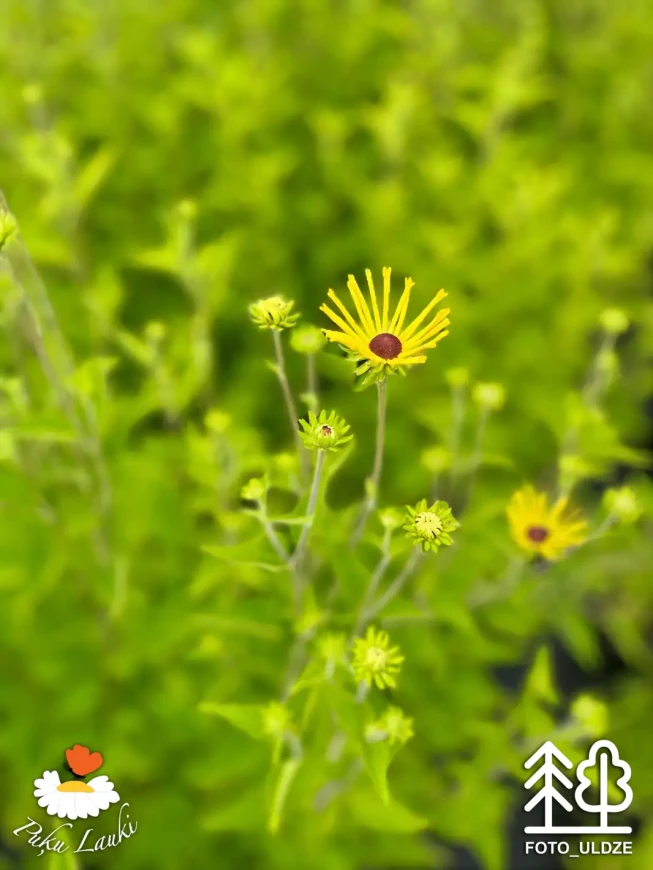 Rudbeckia subtomentosa   'Henry Eilers'